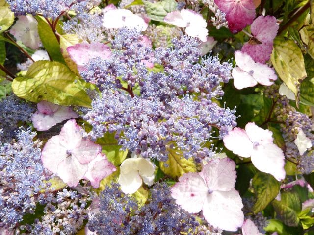 Les Hortensias du Haut Bois Golden Sunlight hortensia serrata
