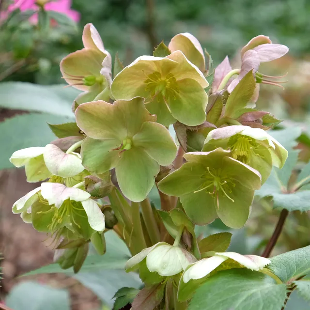 Bakker Hellébore Stern plante vivace pot 9cm fleurs vertes
