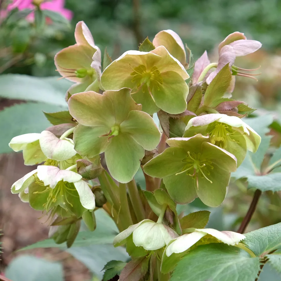 Bakker Hellébore Stern plante vivace pot 9cm fleurs vertes