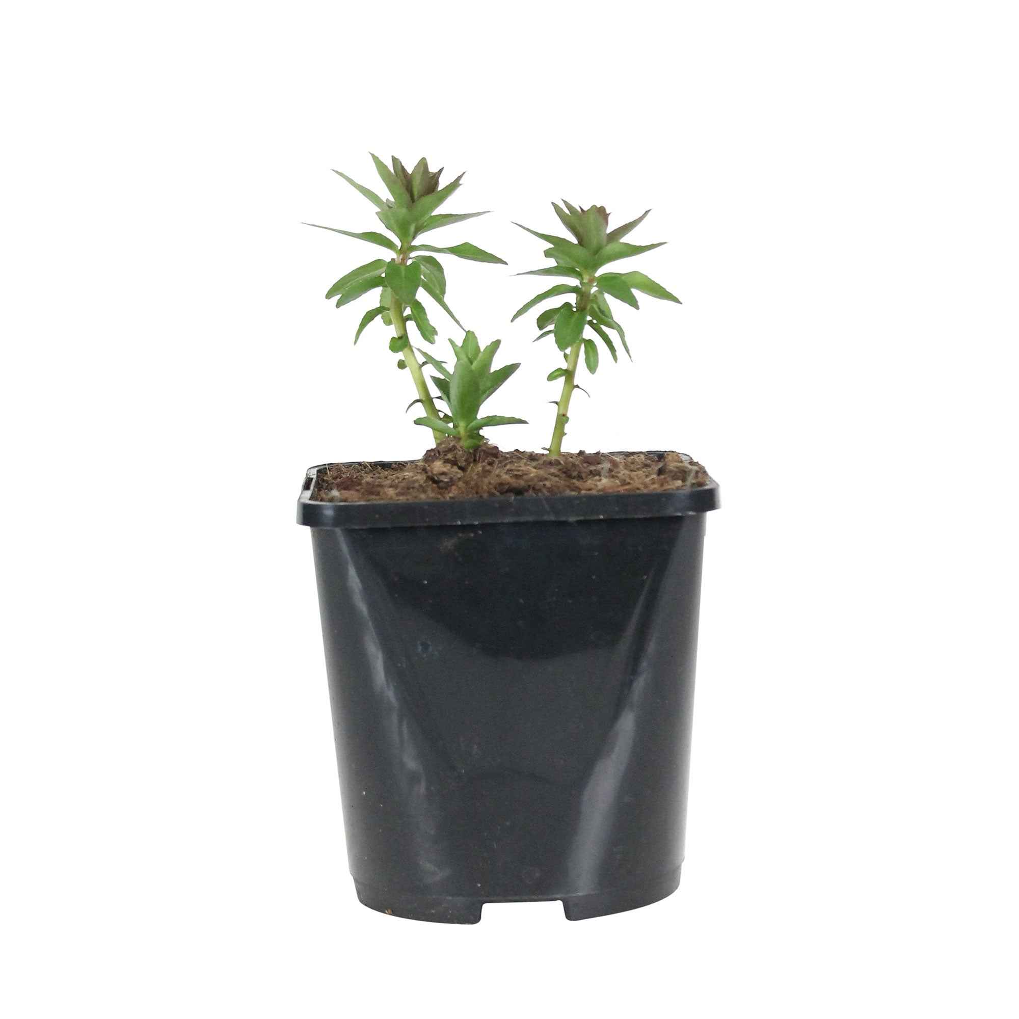 Bakker Lobélia vivace bleu pot 9cm feuilles sessiles