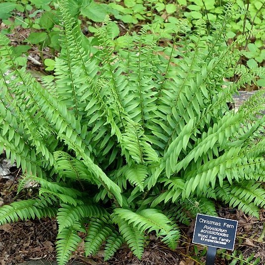 Passion Vivaces Polystichum fougère de Noël pot persistante