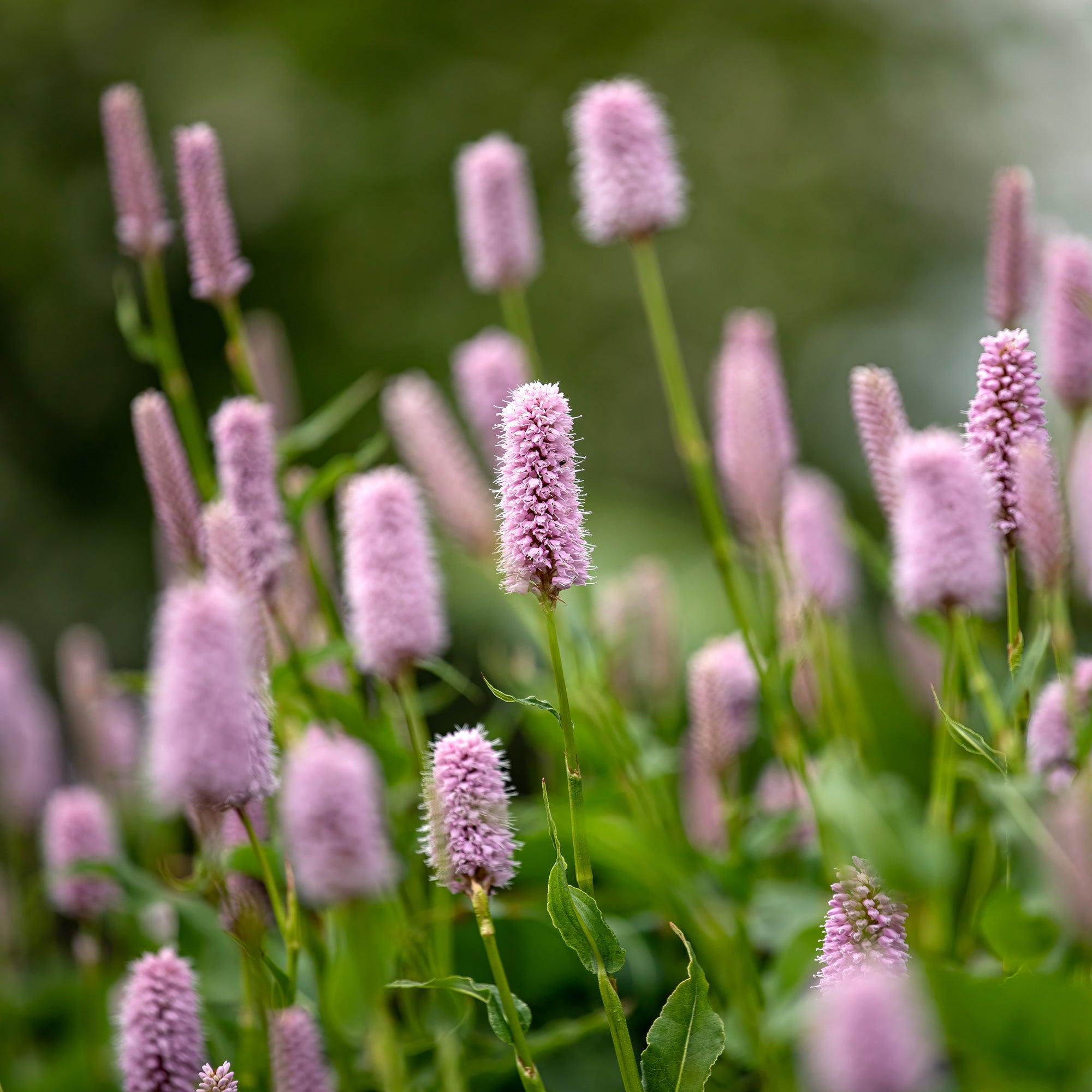 Bakker Renouée Persicaria Superba vivace pot 8cm rose