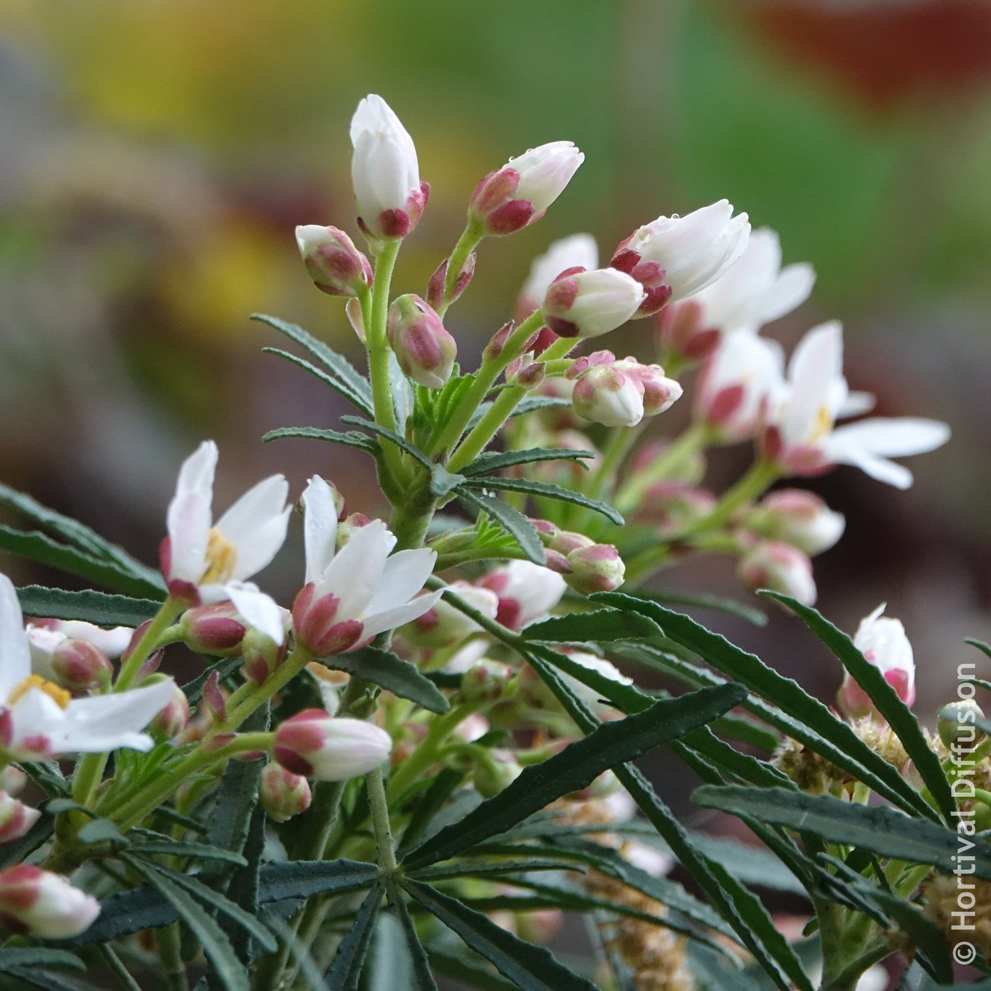 Bakker Oranger du Mexique Little Bee pot 9cm fleurs blanches