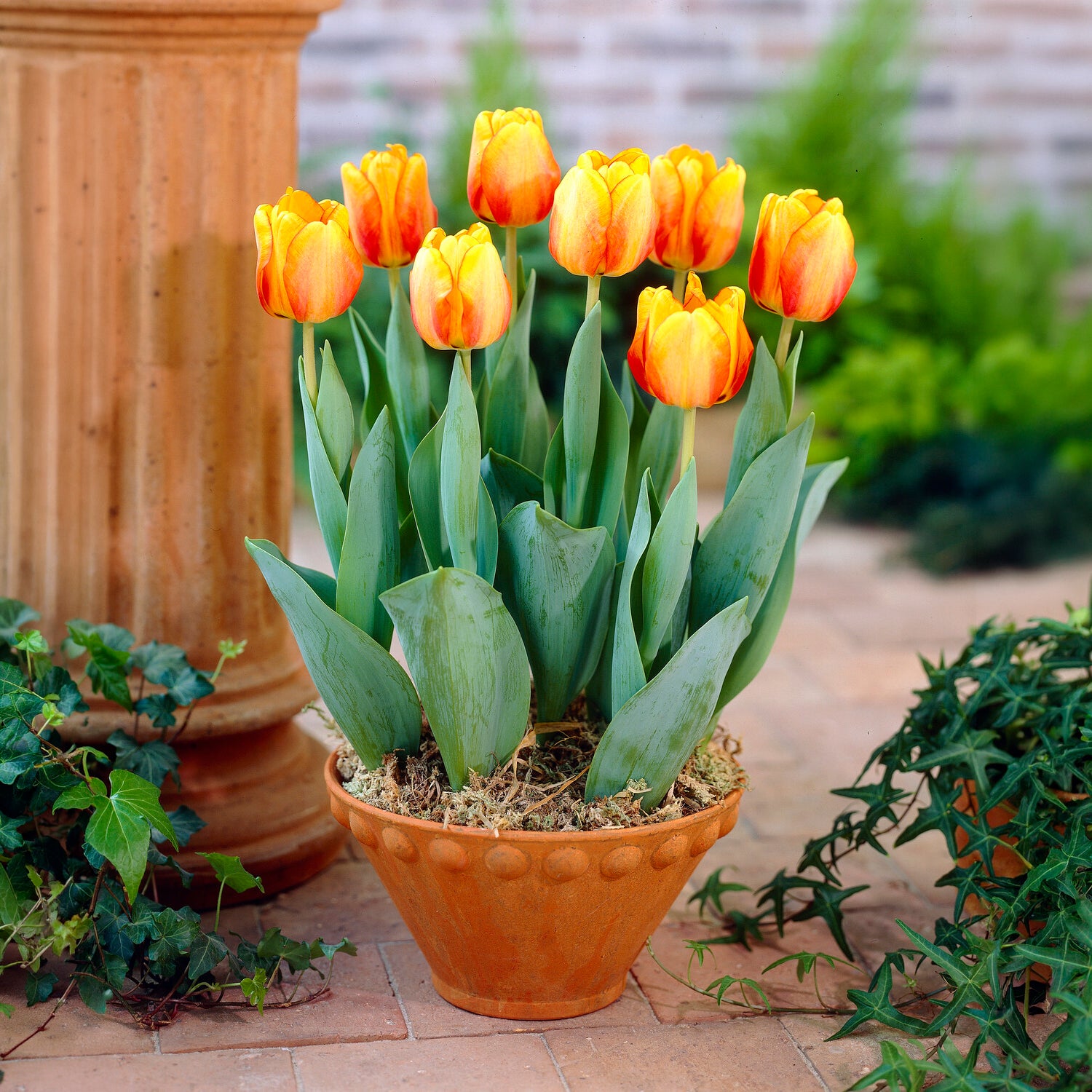 Bakker Bulbes printemps jaune orange sachet 24 floraison