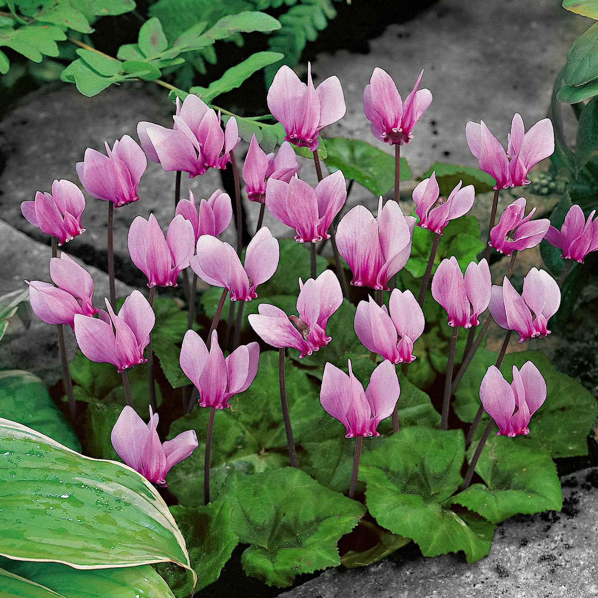 Bakker Bulbes à fleurs Cyclamens de Naples rose 3 bulbes automne