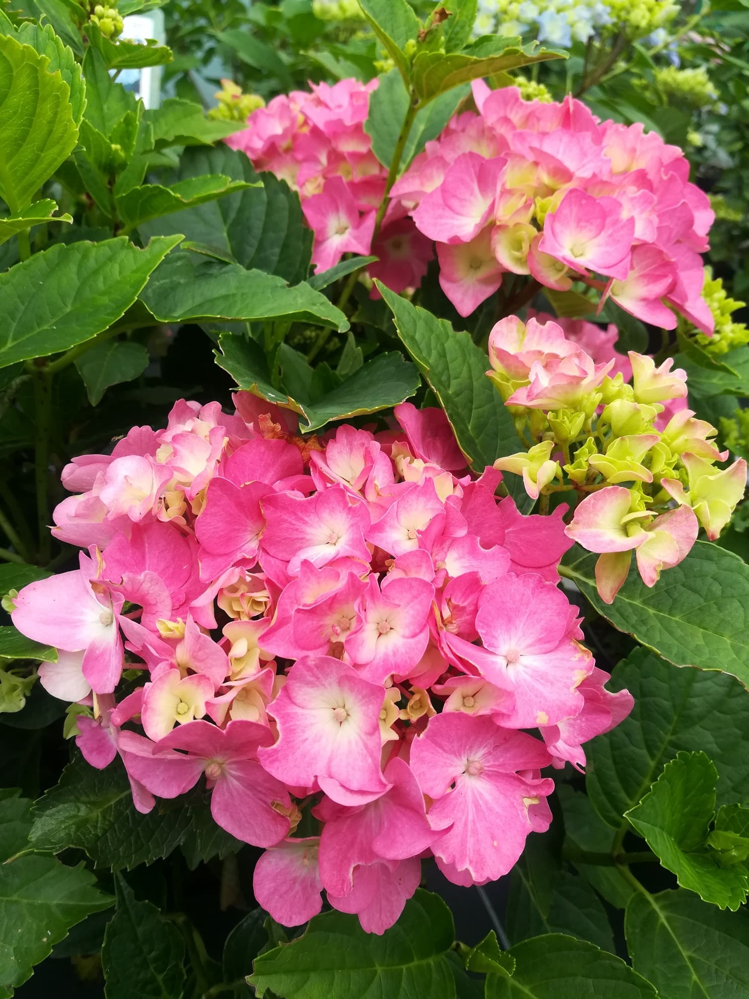 Les Hortensias du Haut Bois Rex hortensia macrophylla fleurs rondes godet