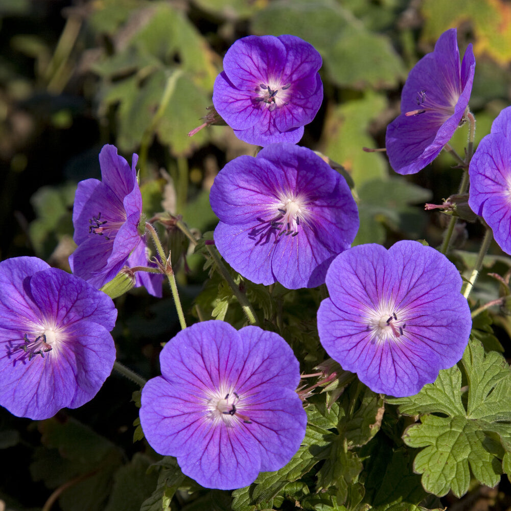 Bakker Géranium Himalaya Gravetye vivace violet pot 9cm