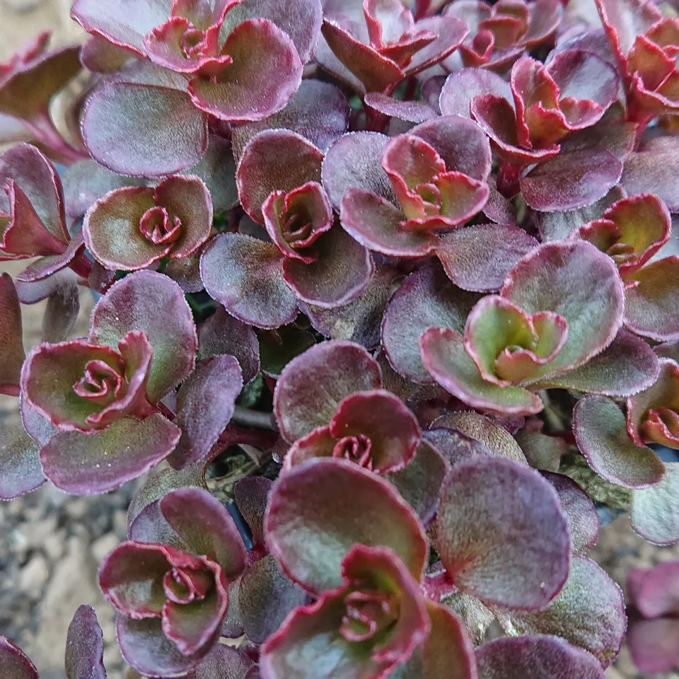 Passion Vivaces Sedum spurium Voodoo godet rouge carminé