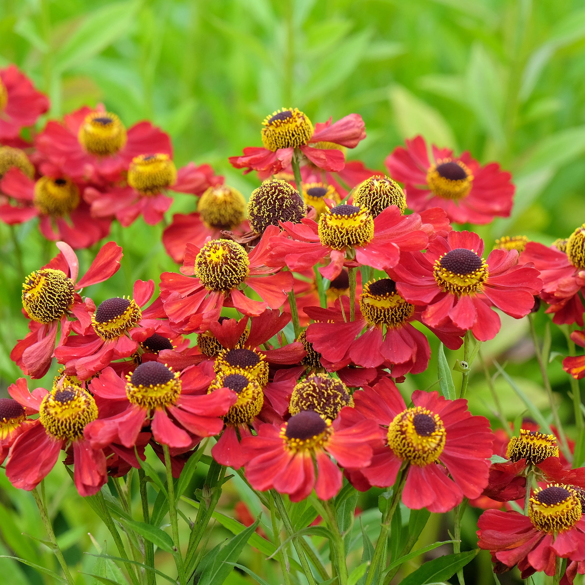 Bakker Hélénie Red Jewel plante vivace pot Ø 9cm rouge