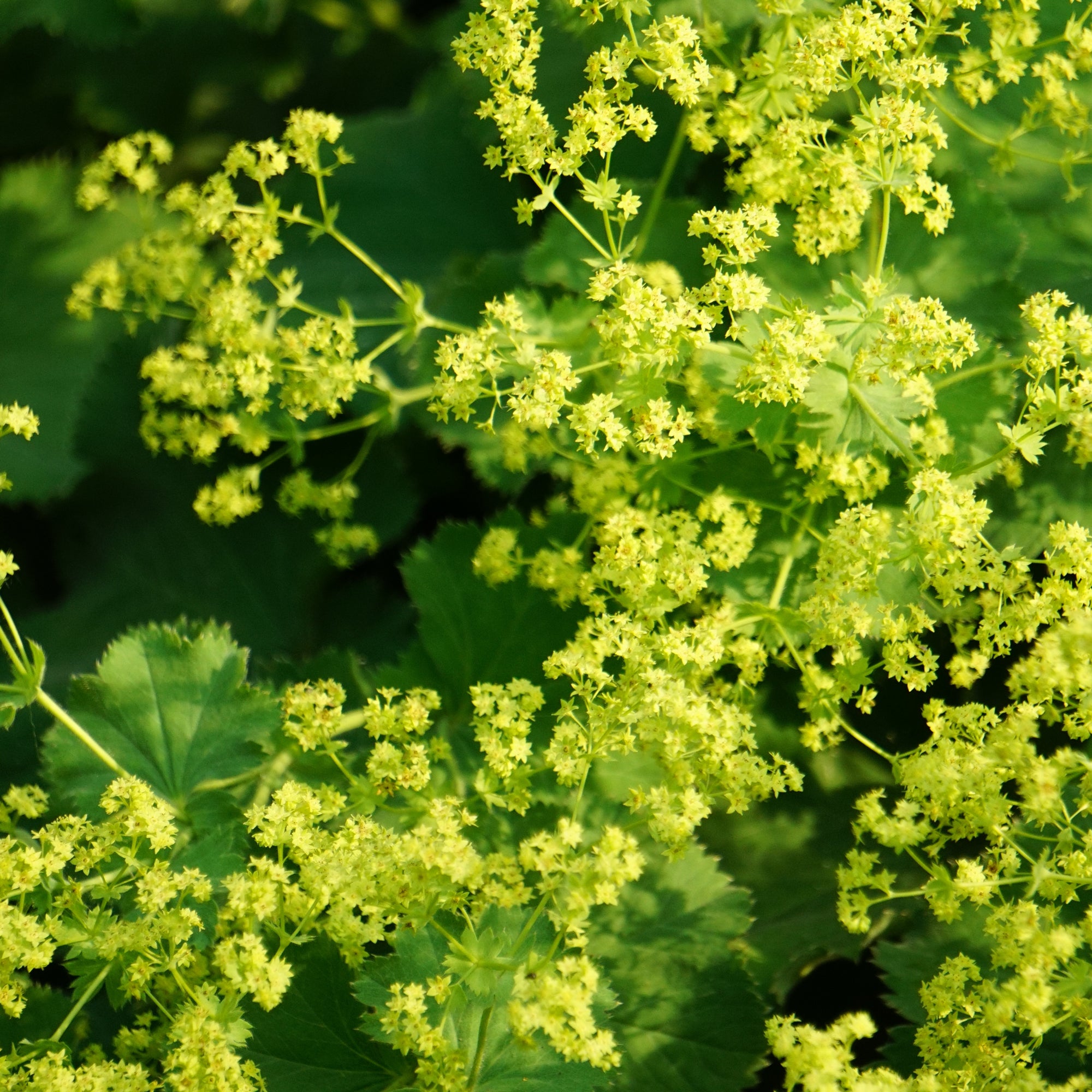 Bakker Alchemilla vulgaris vivace pot 9cm fleurs jaunes