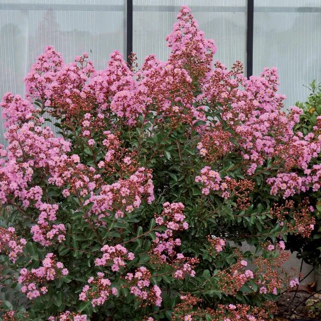 Bakker Lilas des Indes Eveline arbuste rose pot 1.5L floraison été