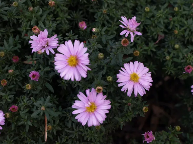 Passion Vivaces Aster dumosus Beryl plante vivace godet rose pâle