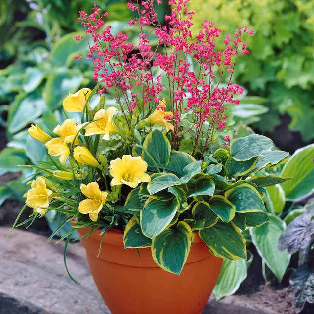 Bakker Kit Pot fleuri balcon vivace mi-ombre lot 5