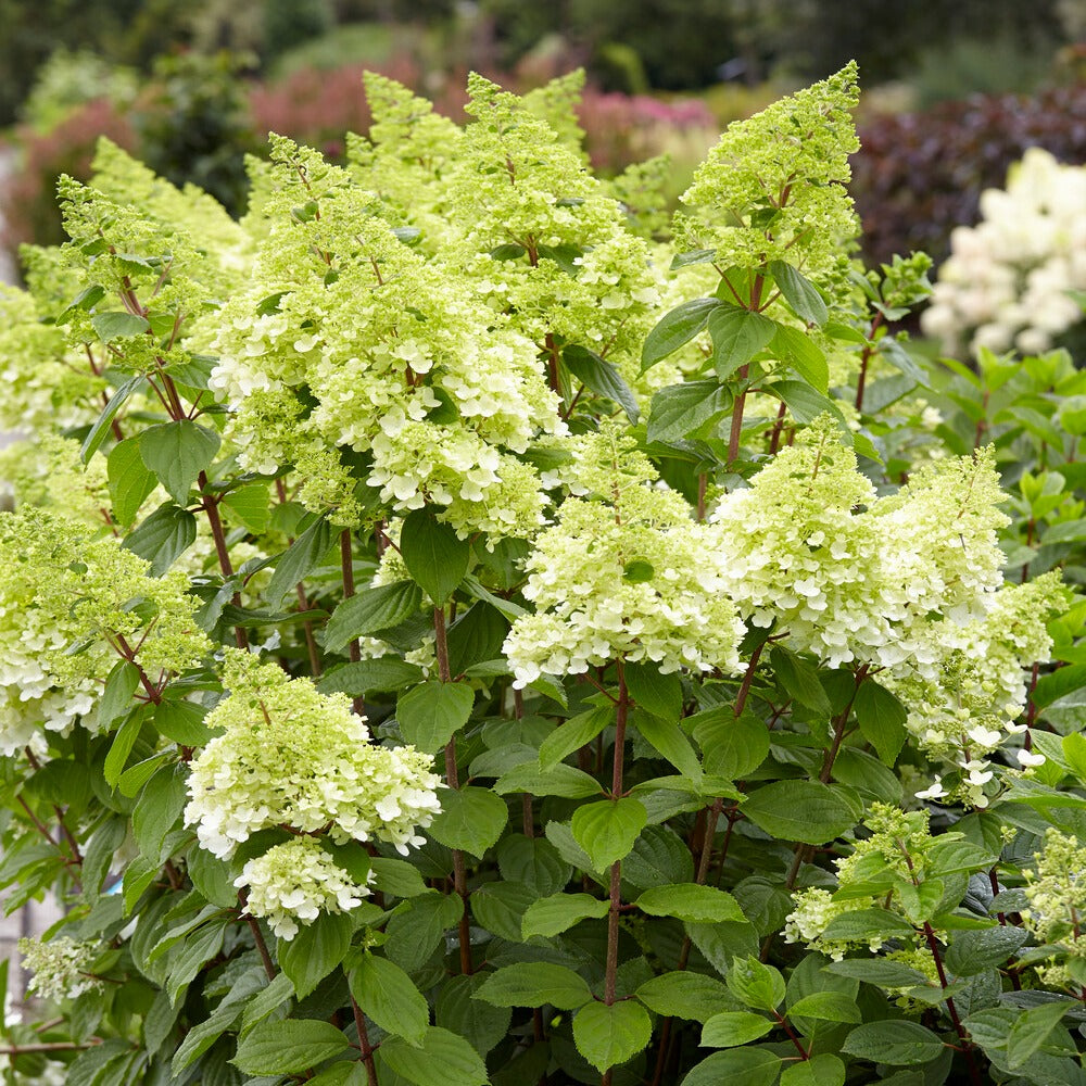 Bakker Arbustes Hortensia Magical Moonlight blanc pot 3L
