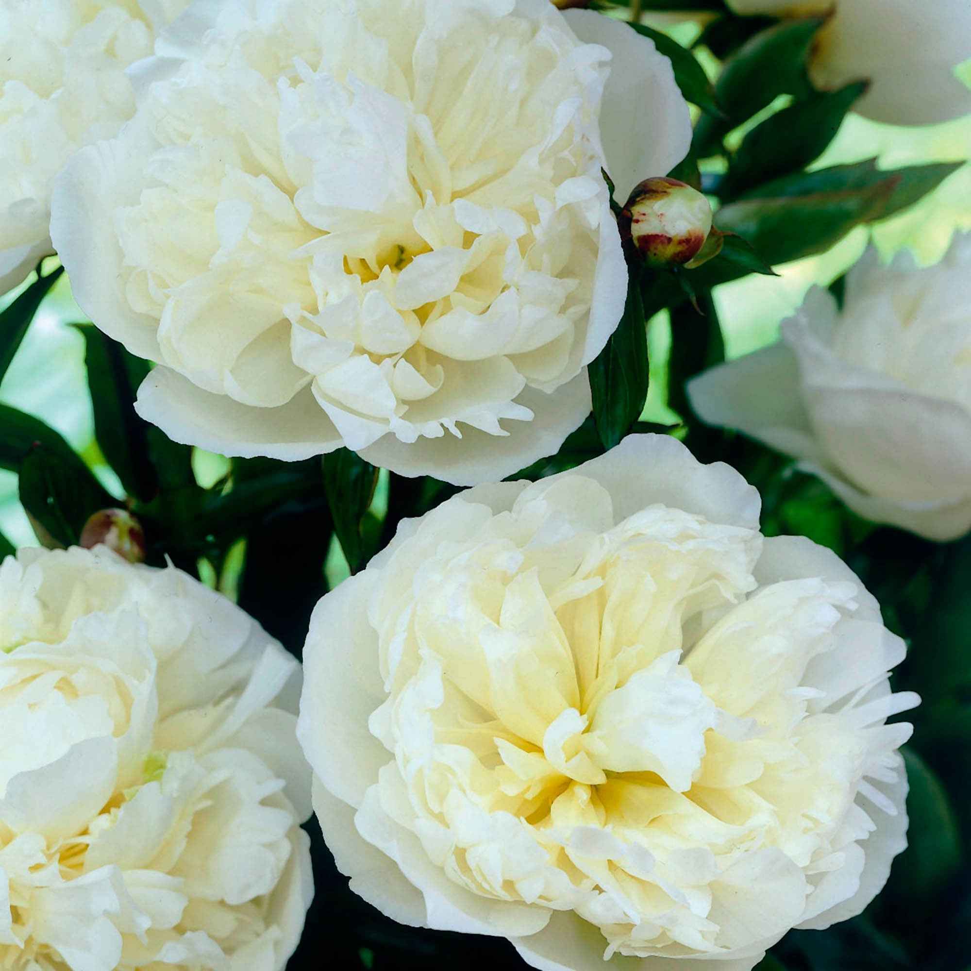 Bakker Pivoine Duchesse de Nemours plante vivace pot Ø 11cm blanche