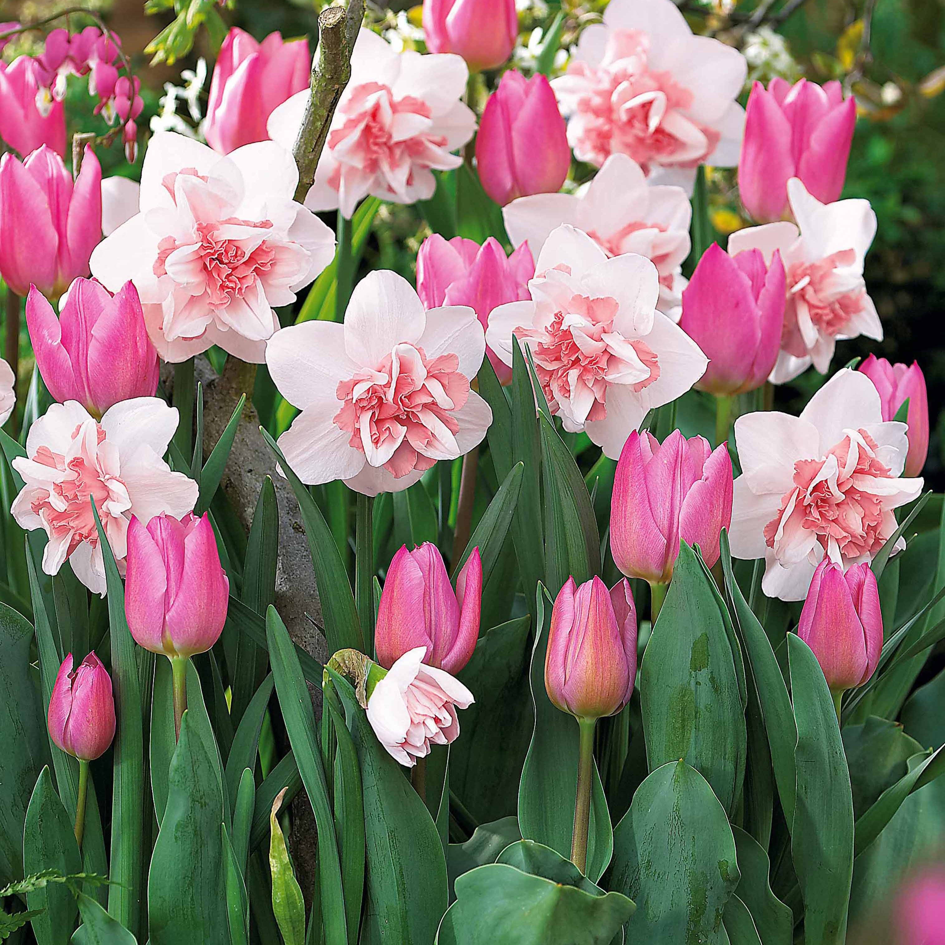 Bakker Bulbes 15 Narcisses Replete Tulipes Candy Prince Bulbe Rose 10-11cm