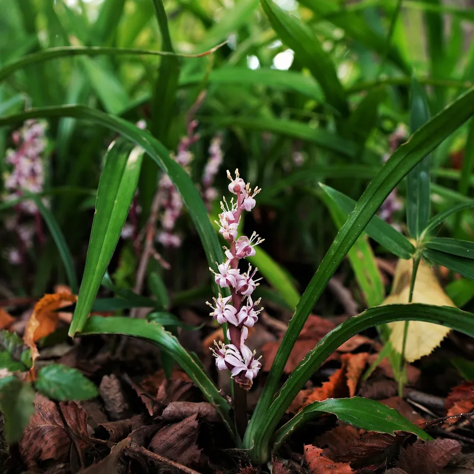 Bakker Plantes vivaces Muguet de Chine plante vivace pot 8cm rose