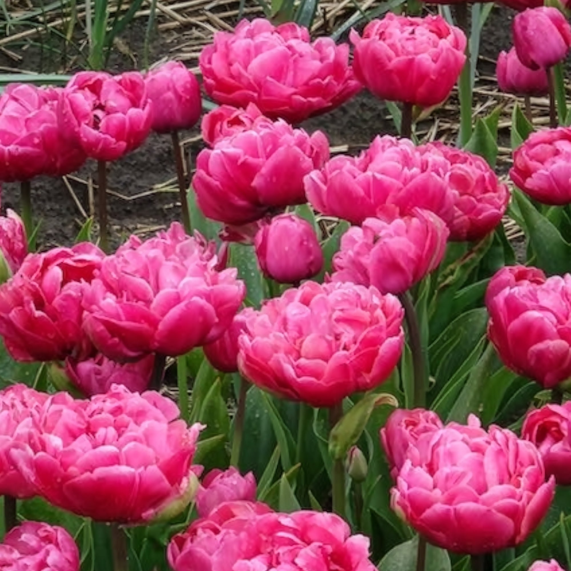 Bakker Tulipe Amazing Grace double fuchsia 7 bulbes