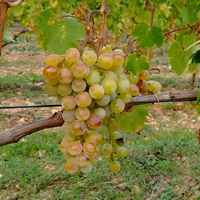 Bakker Vigne Muscat Alexandrie fruitier motte 2 ans 30-40cm