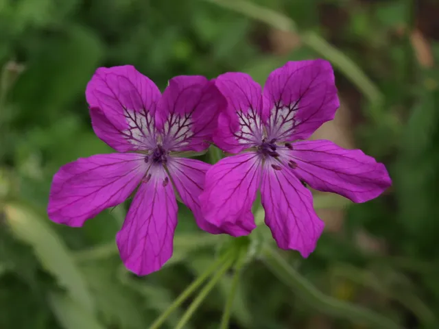 Passion Vivaces Erodium manescavii plante vivace pot 1L rose lumineux
