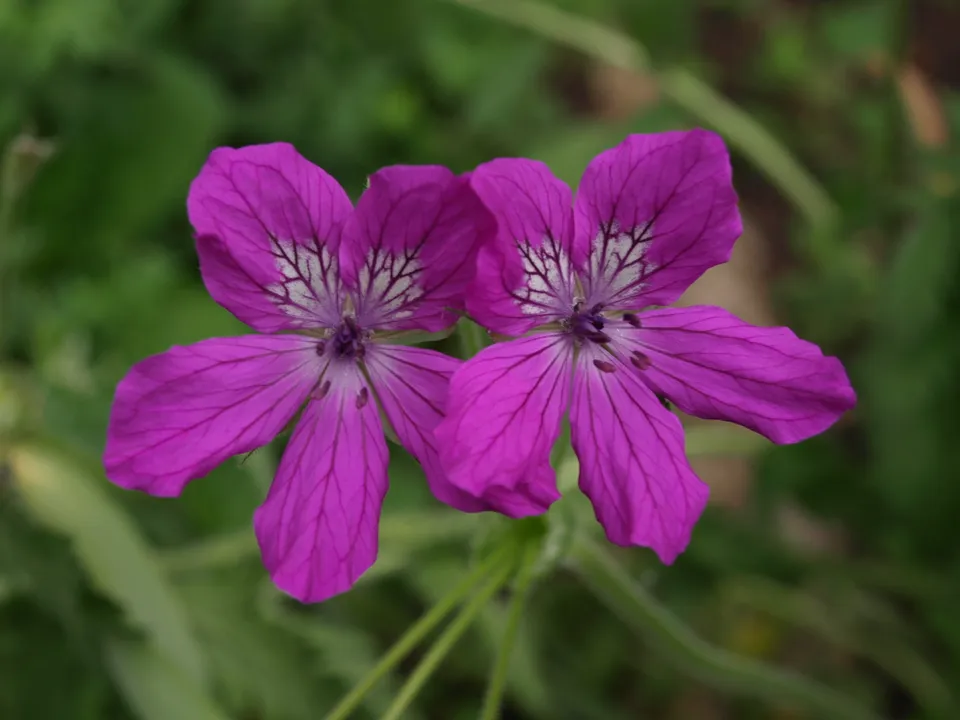 Passion Vivaces Erodium manescavii plante vivace pot 1L rose lumineux