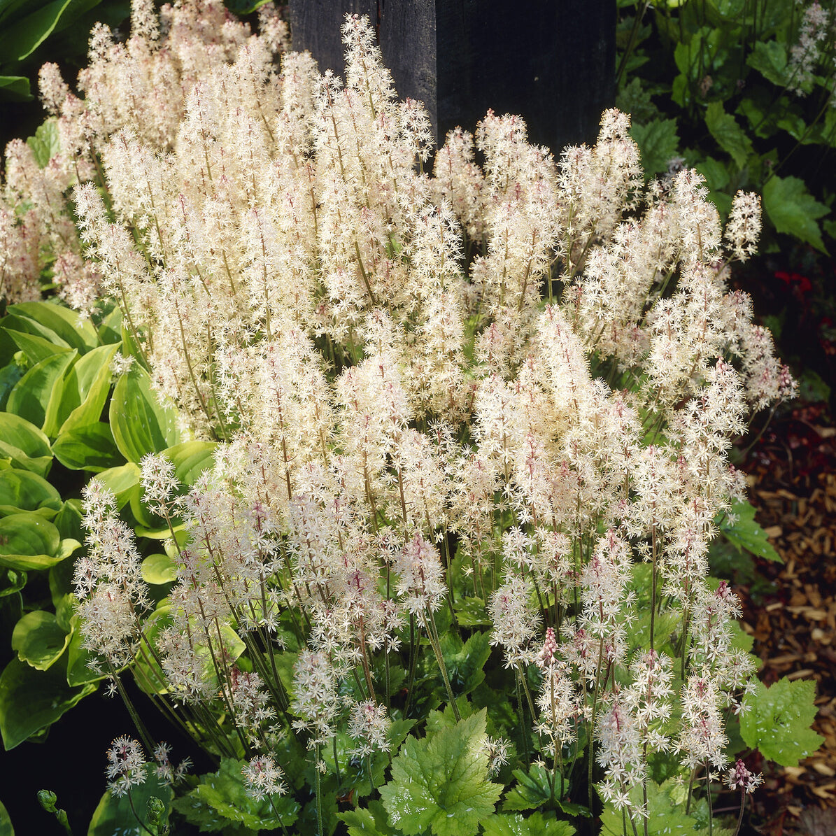 Bakker Tiarelle Wherryi vivace blanche couvre-sol pot 9 cm