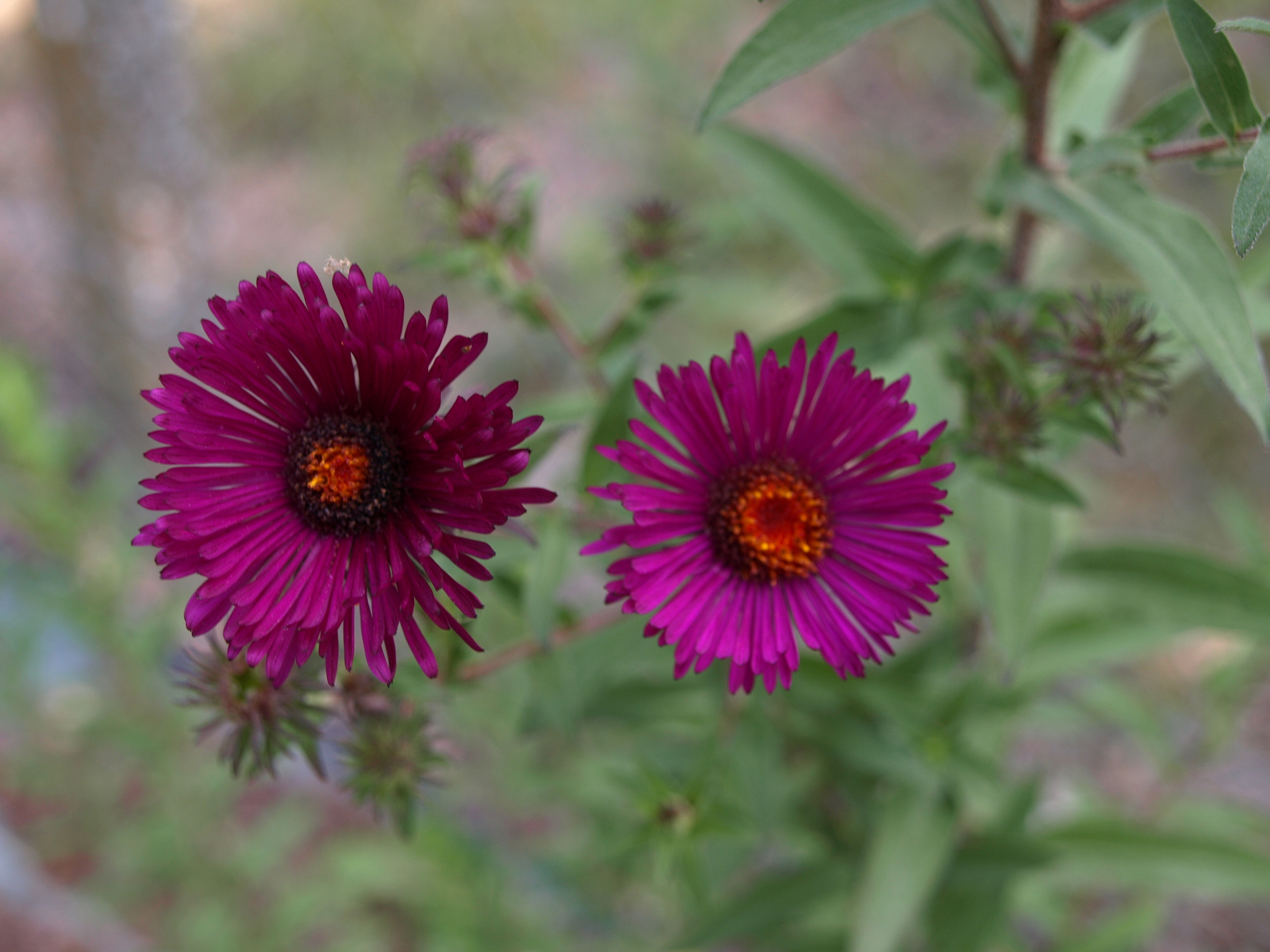 ASTER novae angliae Roter Tum plante vivace godet carmin