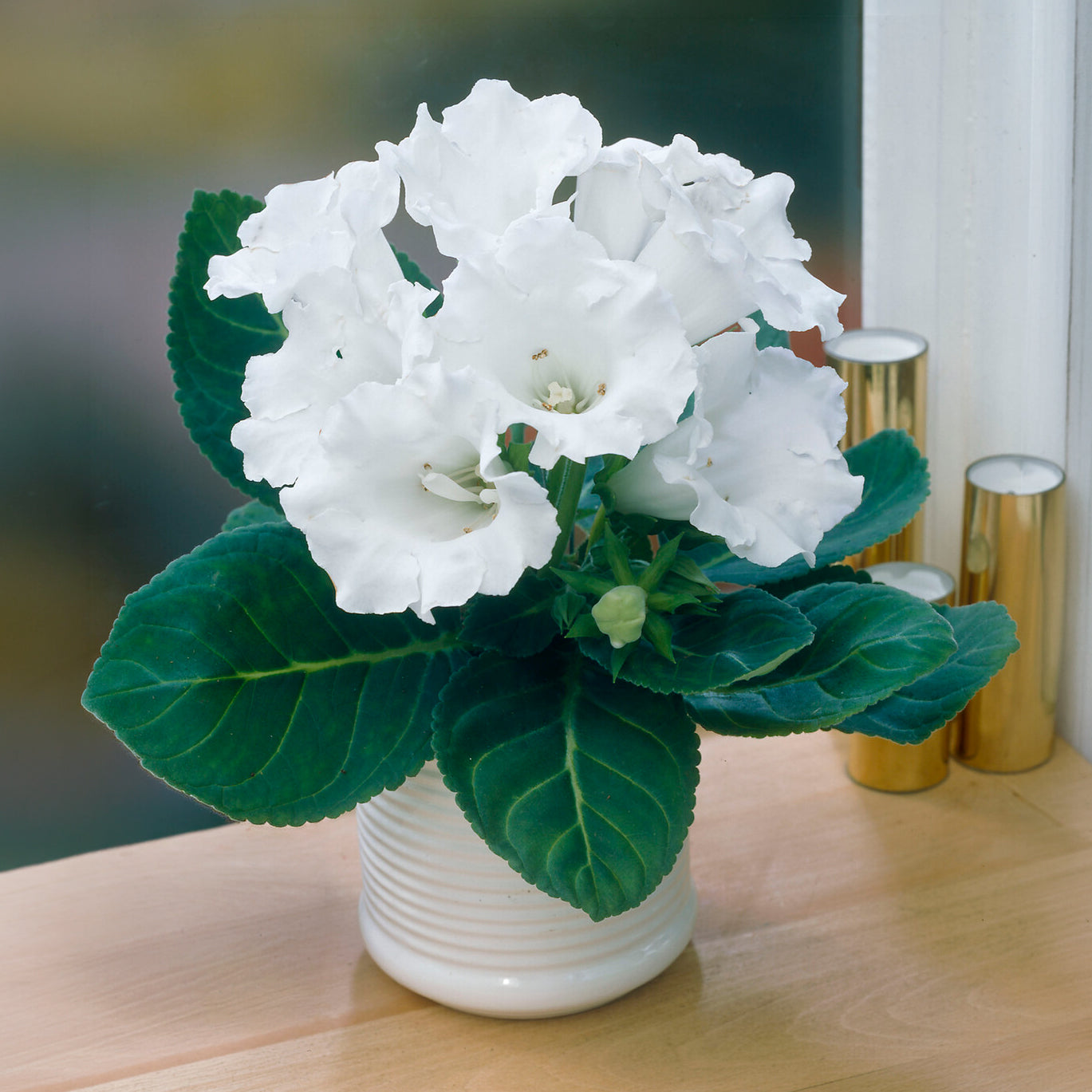 Bakker Mont Blanc Gloxinia blanc sachet de 2 bulbes intérieur