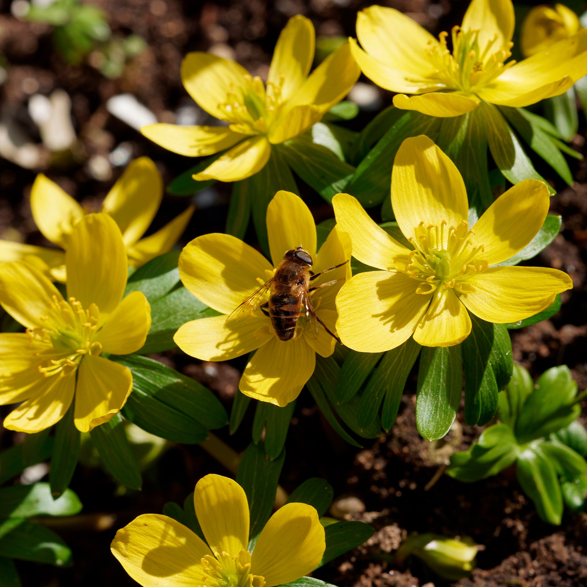 Bakker Helléborines plante bulbe sachet 10 bulbes fleurs jaunes