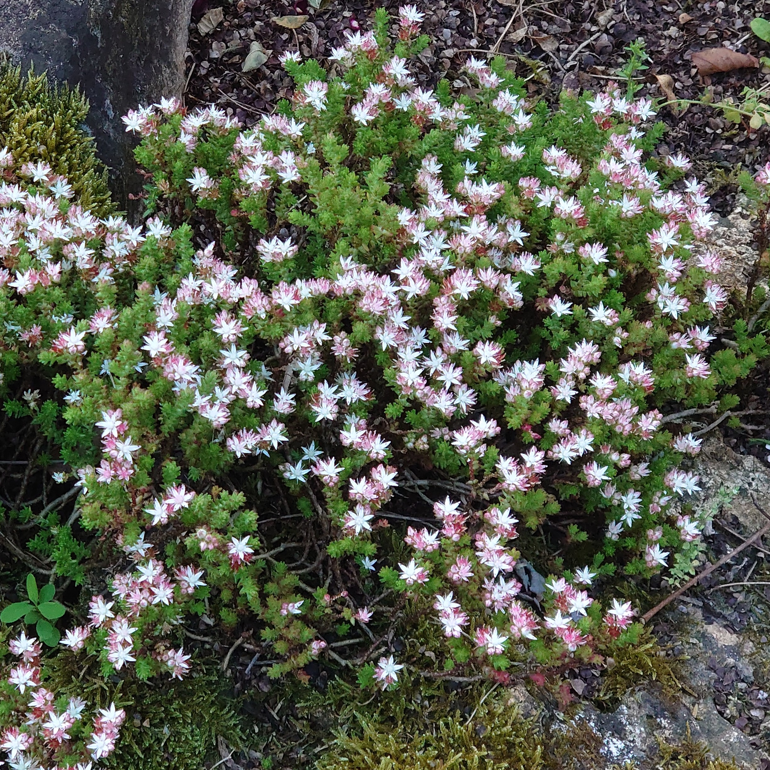 Passion Vivaces Sedum moranense orpin pot 1L feuillage rouge