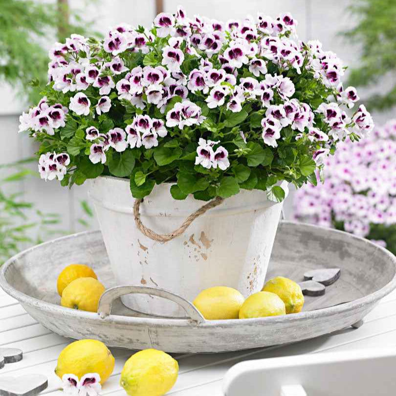 Bakker Pelargonium Mosquitaway Lizzy Eva 6 pots Ø10,5cm rose