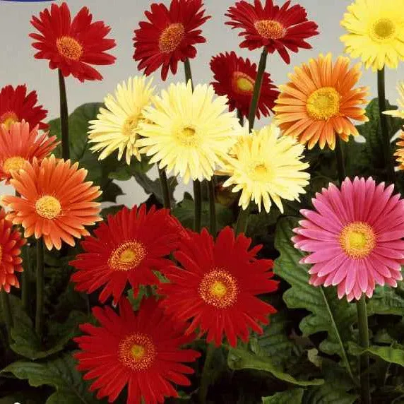 Bakker Australian Giants gerbera mélange 25 graines