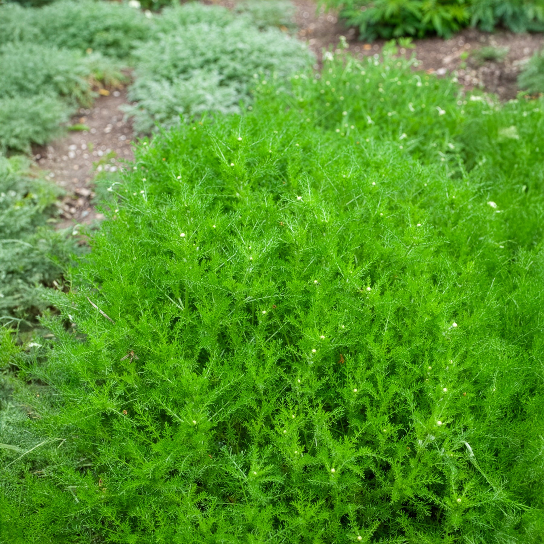Bakker Camomille romaine pot 9cm couvre-sol parfumé soleil