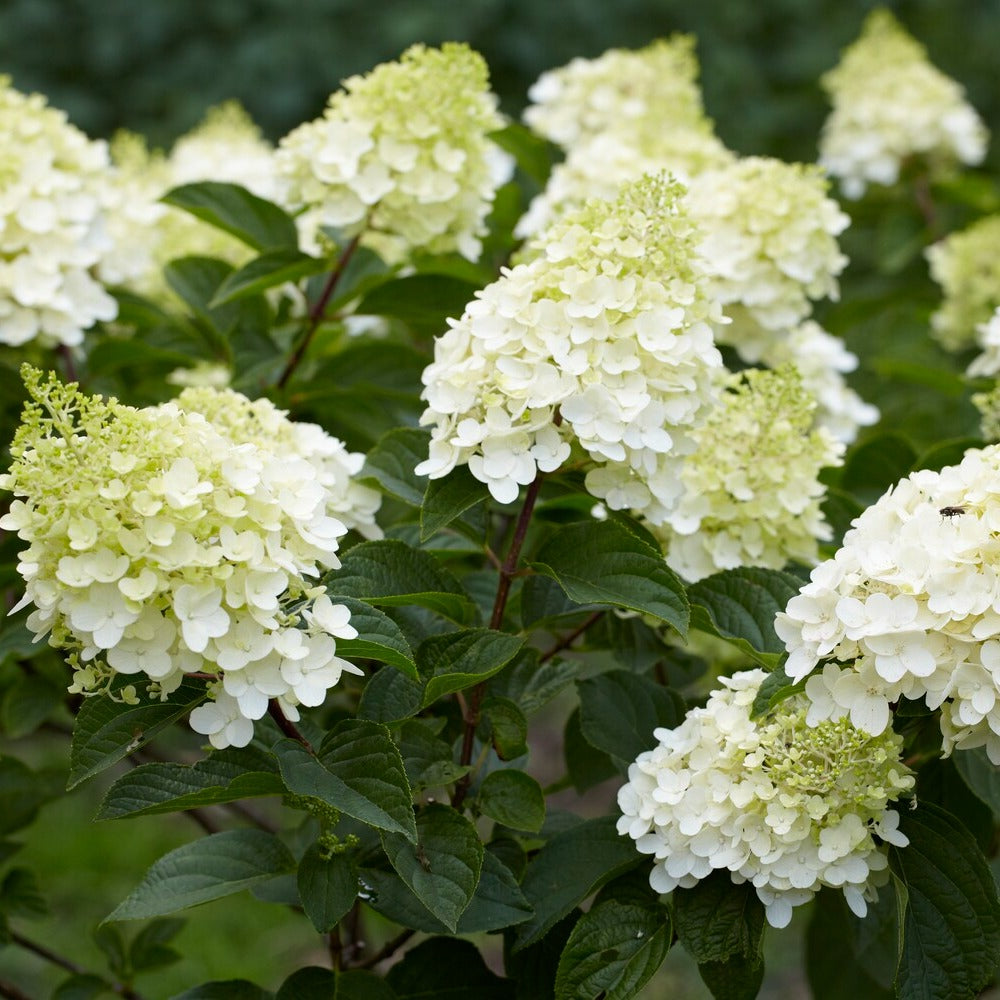 Bakker Hortensia paniculé Silver Dollar arbuste lot 2 pots 3L