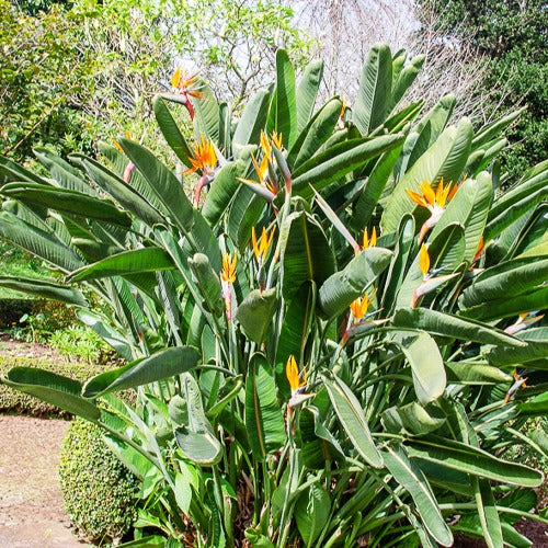 Bakker Oiseau du paradis Strelitzia plante intérieur pot 1L orange