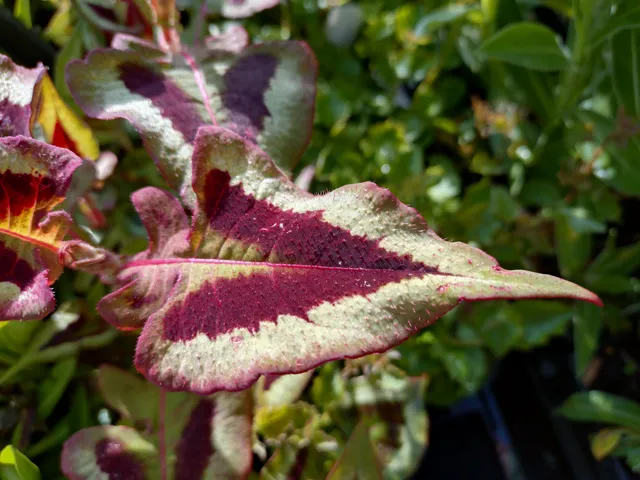 Passion Vivaces Persicaria microcephala Purple Fantasy vivace feuillage