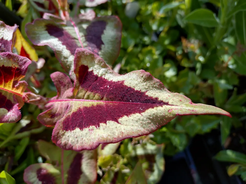 Passion Vivaces Persicaria microcephala Purple Fantasy vivace feuillage