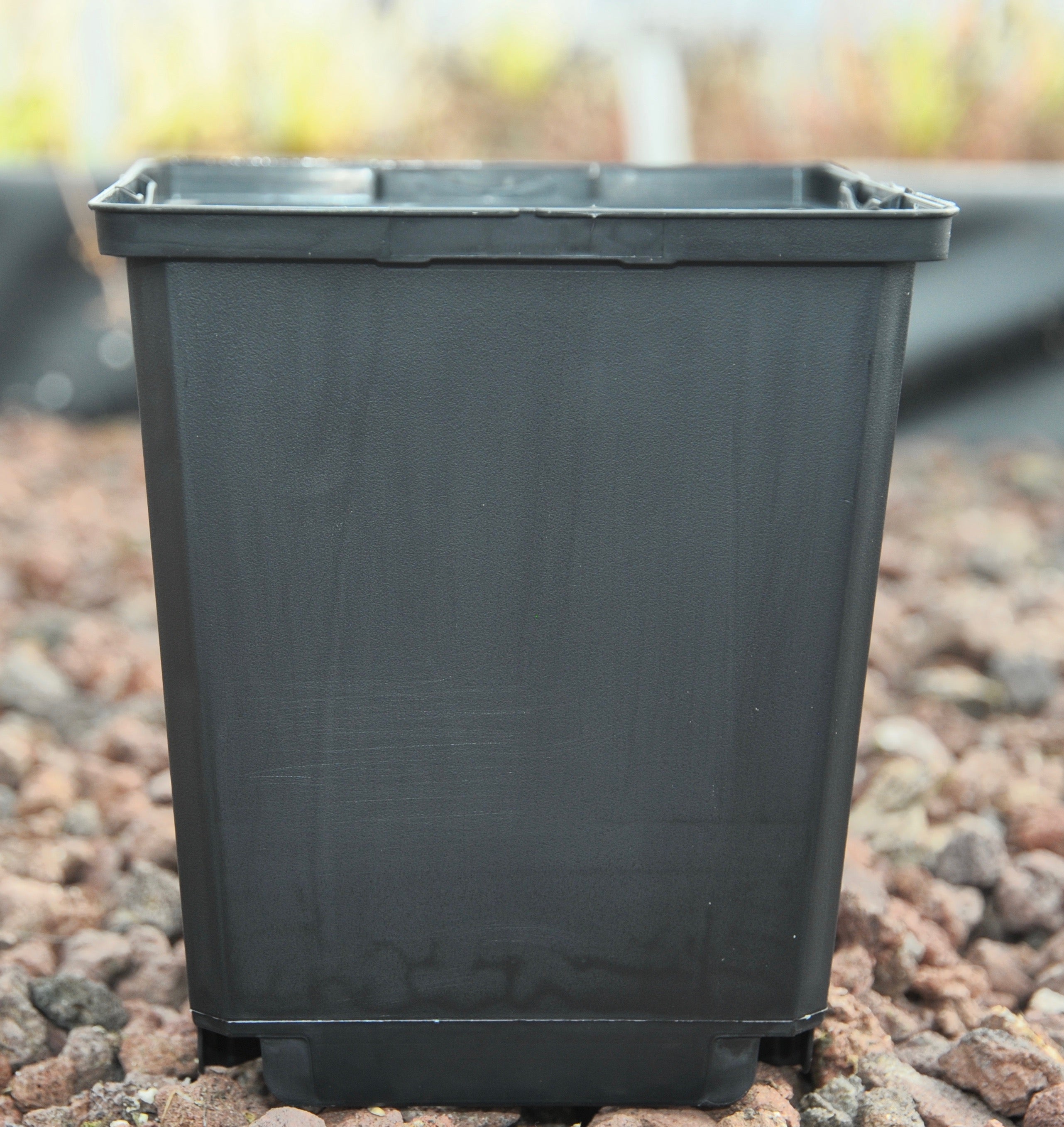 Carniflore Pots 11x11x12cm noirs Teku lot 5 ou 10