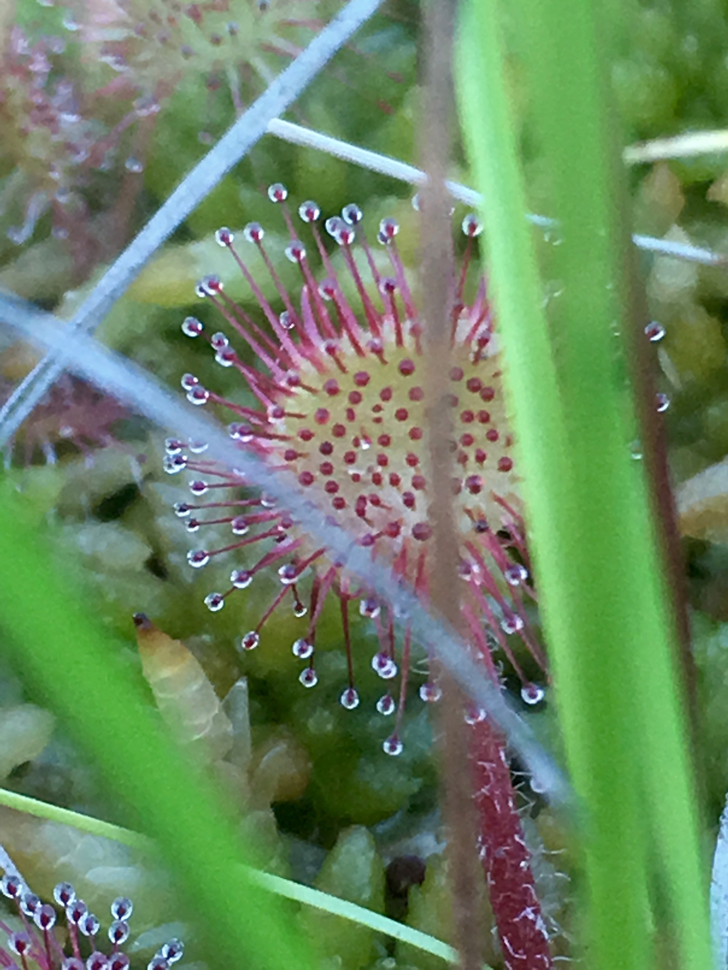 Carniflore Drosera rotundifolia plante carnivore feuilles rondes
