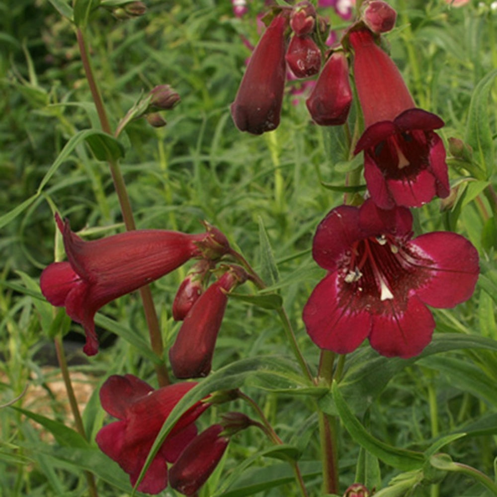Bakker Galane Blackbird Penstemon rouge pot 8cm
