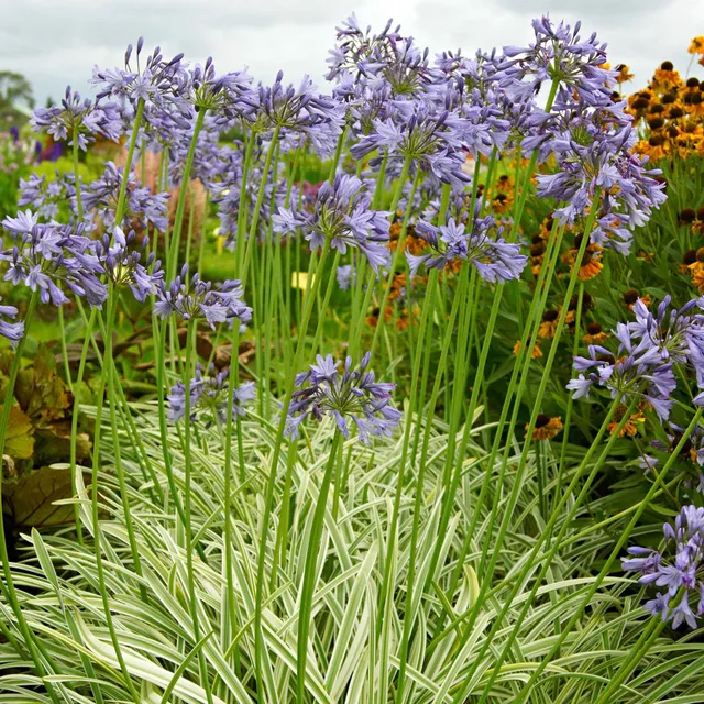 Bakker Agapanthe Silver Moon vivace racine nue fleur violette