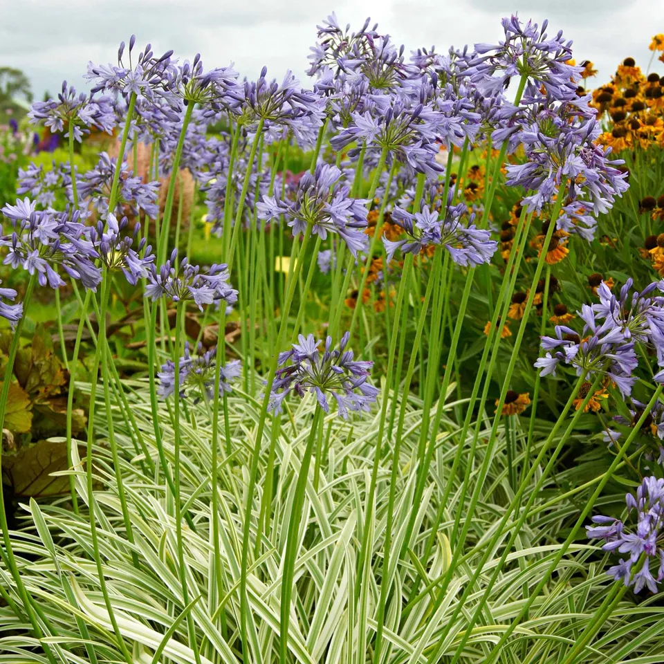Bakker Agapanthe Silver Moon vivace racine nue fleur violette