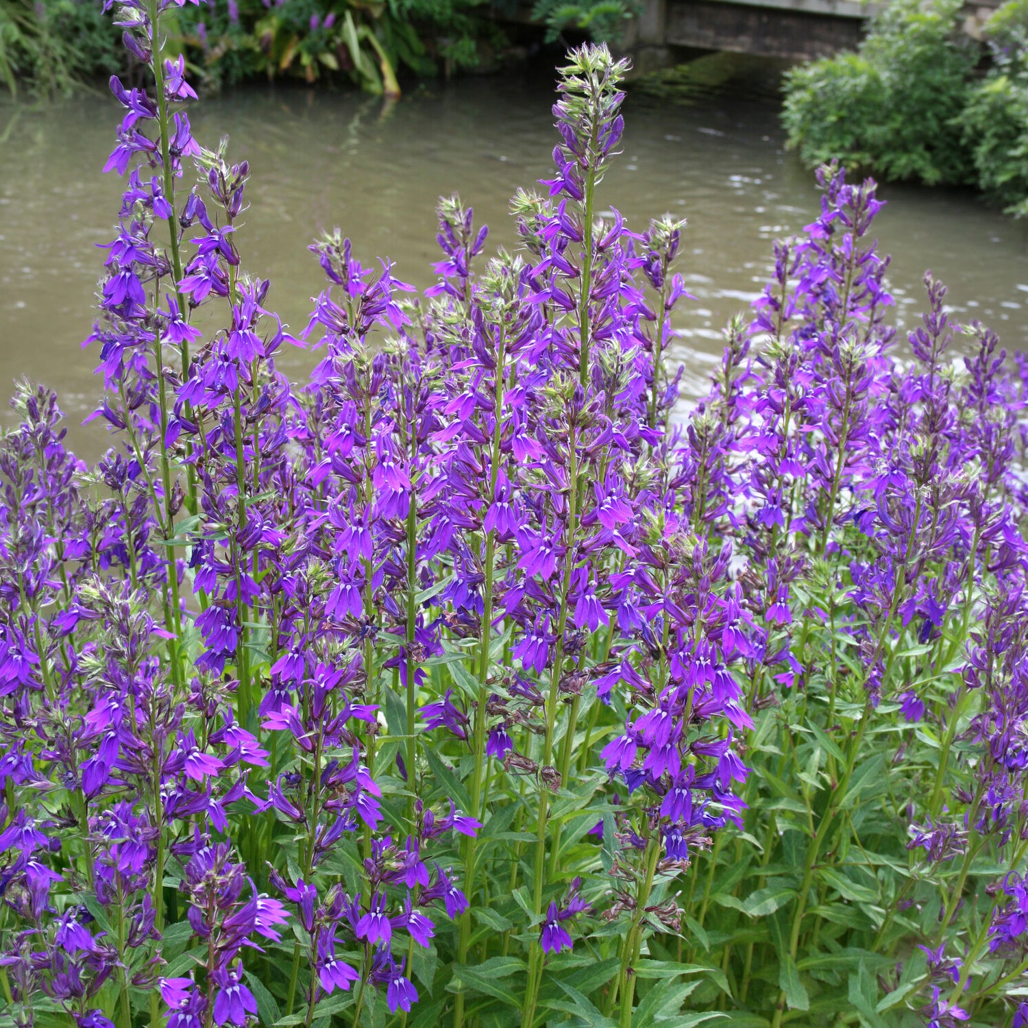 Bakker Lobelia Vedrariensis vivace pot 8cm violet