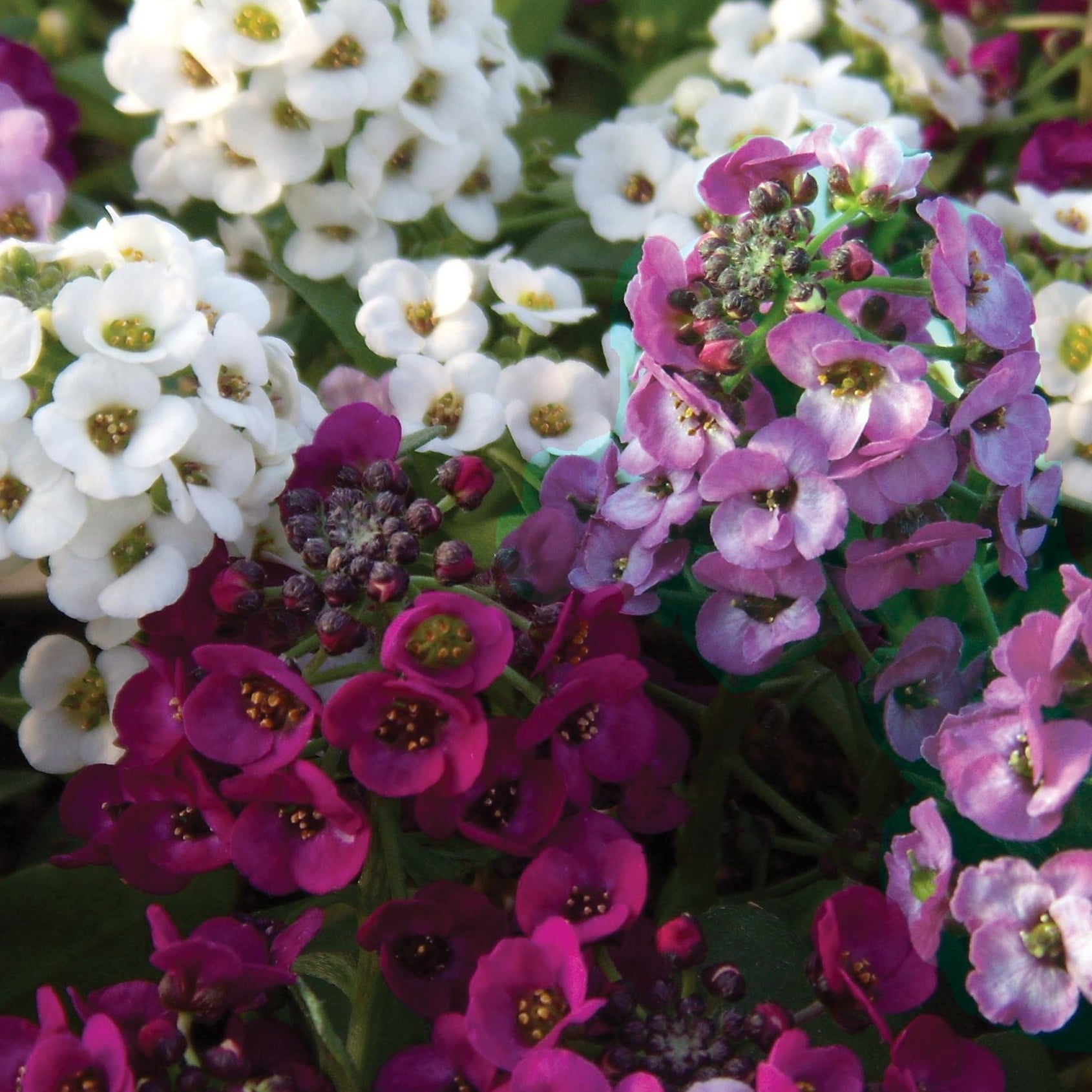 Bakker Plantes vivaces 3 Alysses odorants pots Ø 10.5cm parfumés