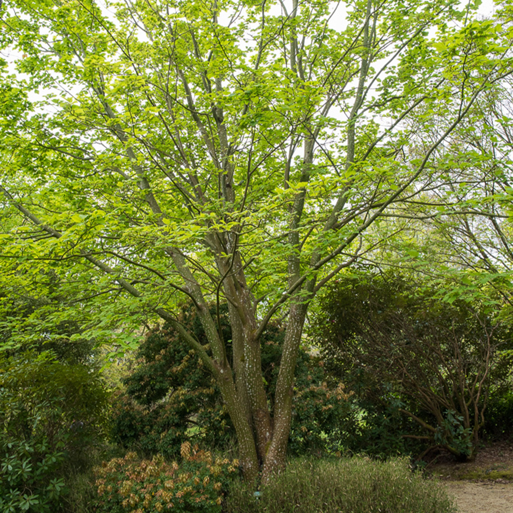Bakker Érable du père David arbre pot 60-70cm