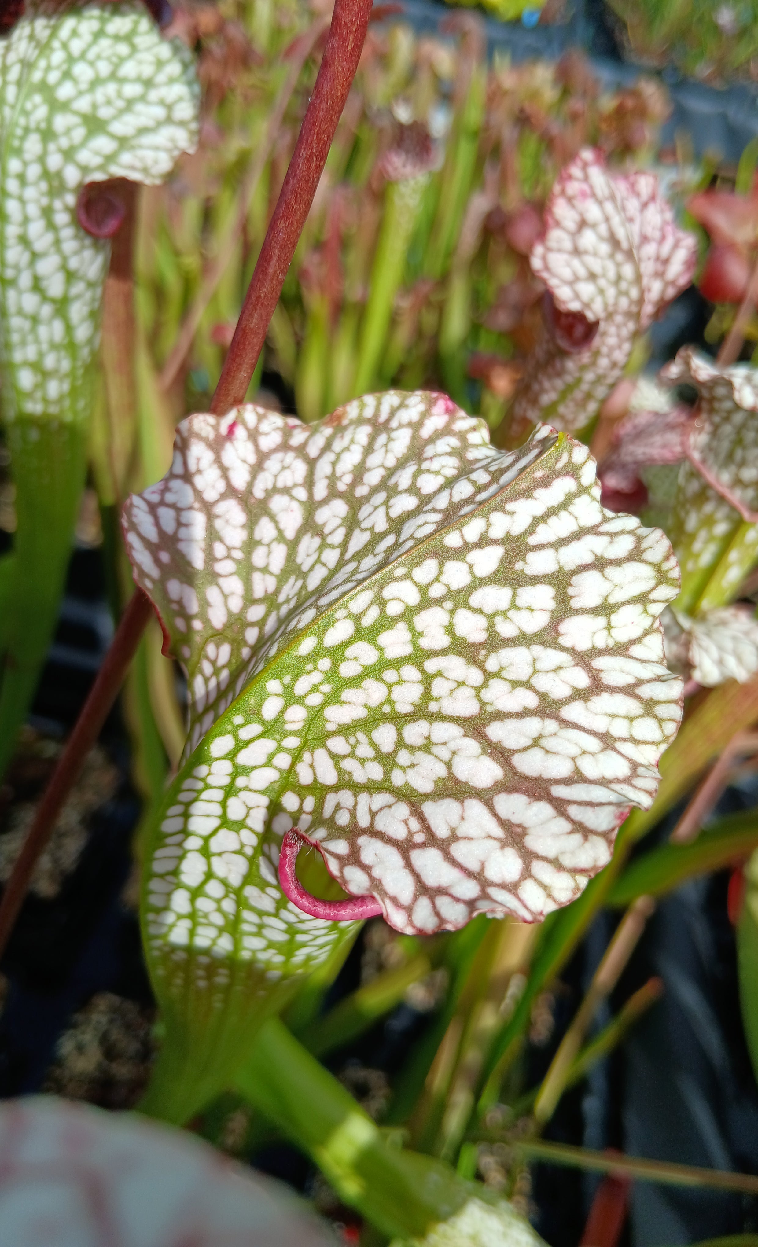 Carniflore Sarracenia hybride #1 plante carnivore 1 point