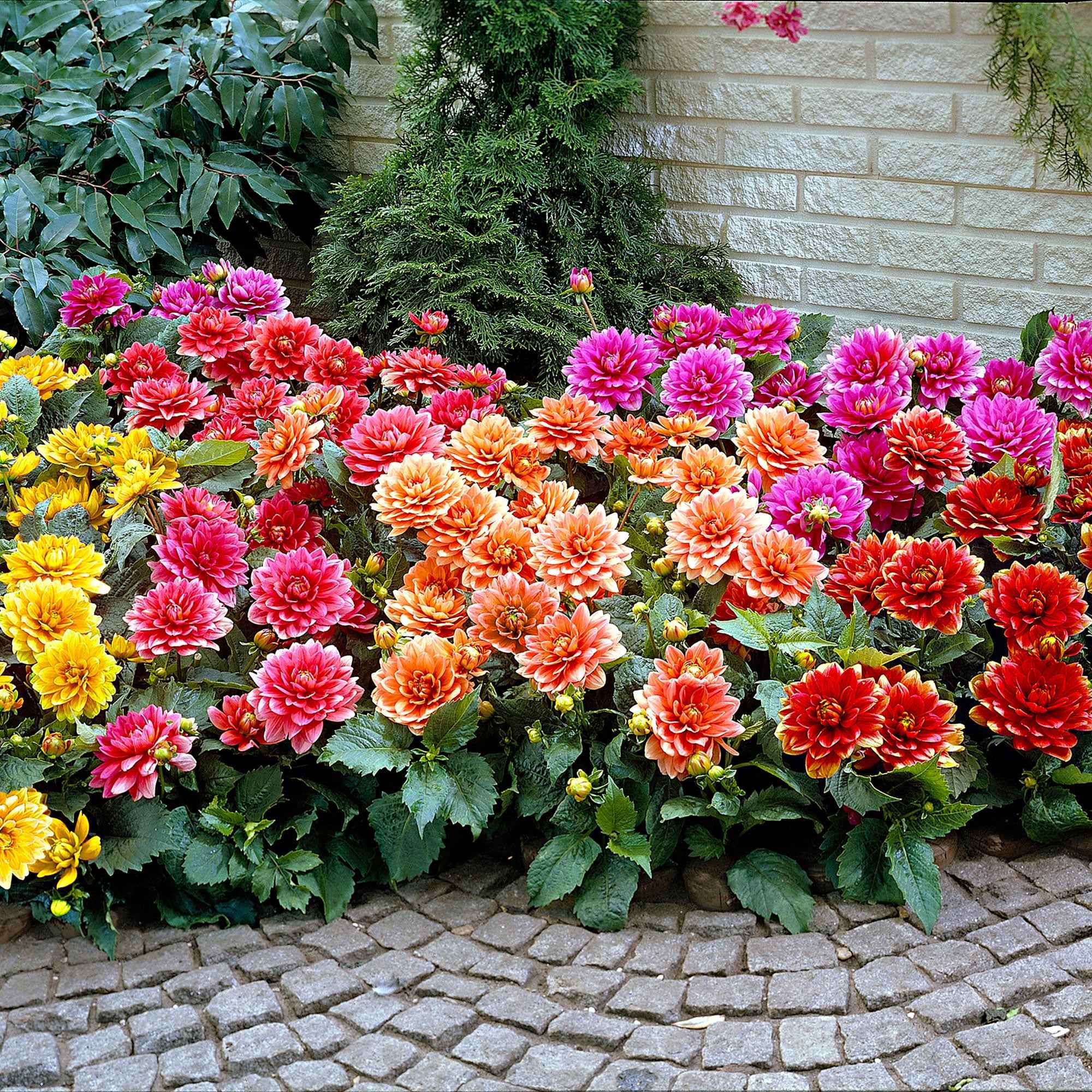 Bakker Bulbes à fleurs Dahlia nain décoratif mélange bulbes sachet 5