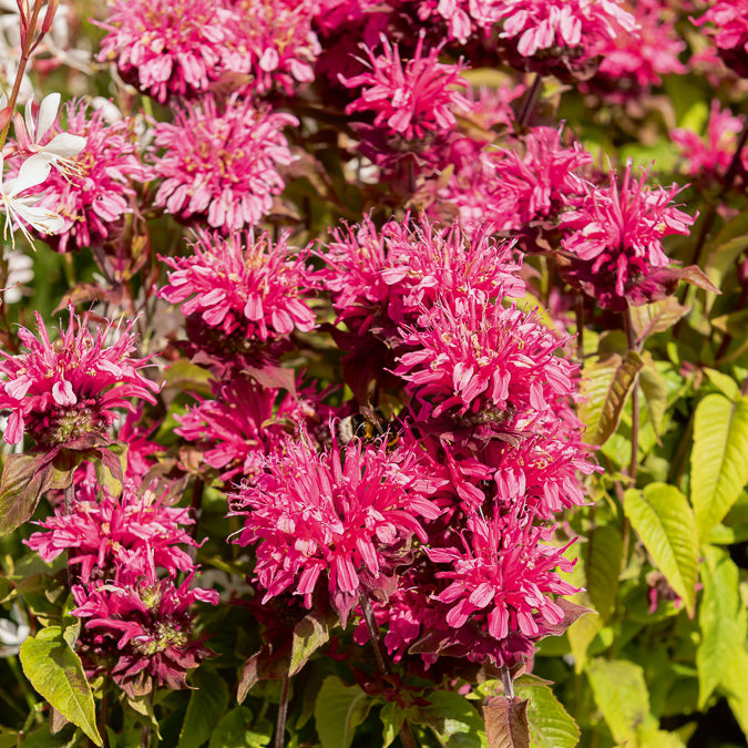 Bakker Monarde Pink Lace vivace pot Ø 9cm rose
