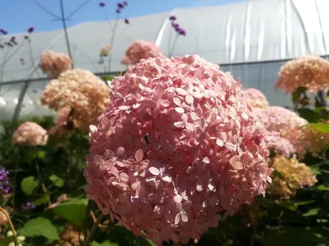 Les Hortensias du Haut Bois Hydrangea arborescent Invincible hortensia blanc