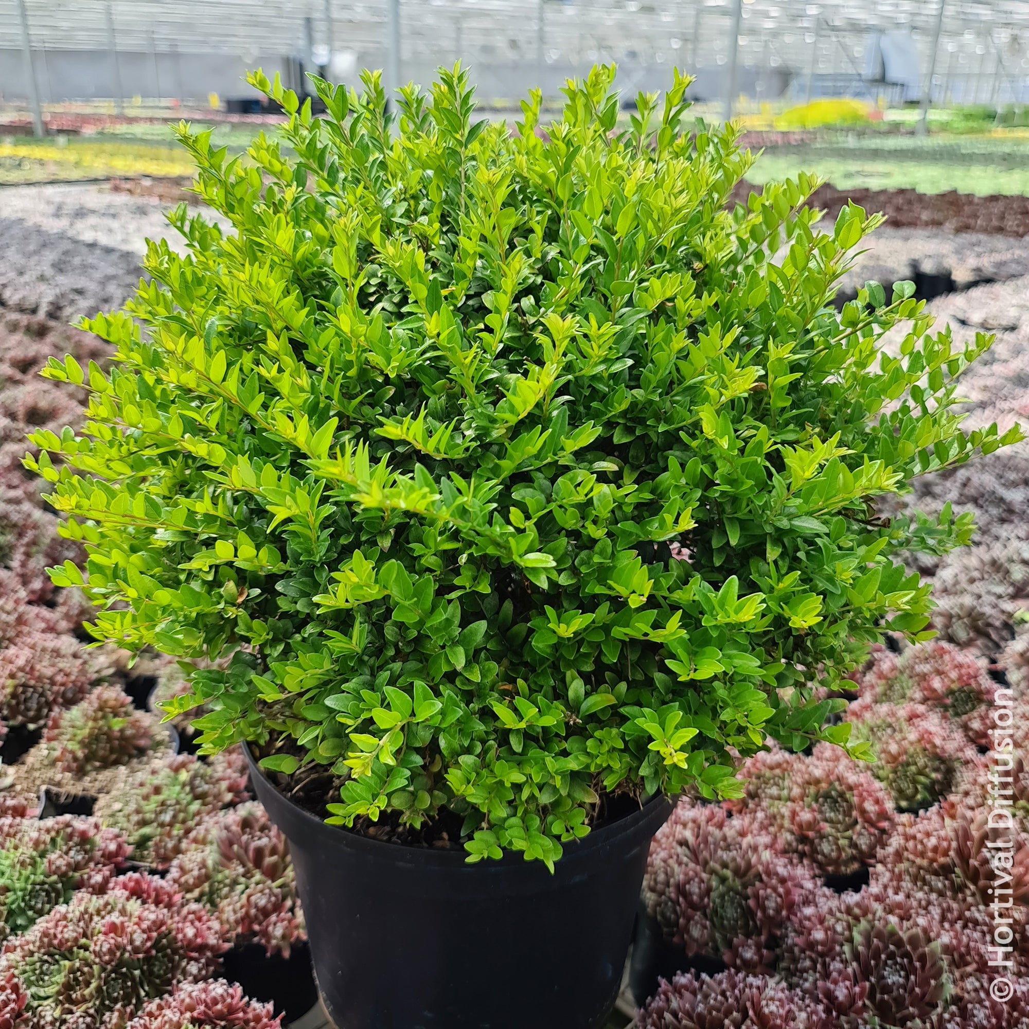 Bakker Green Breeze Chèvrefeuille arbustif pot 4.5L haie